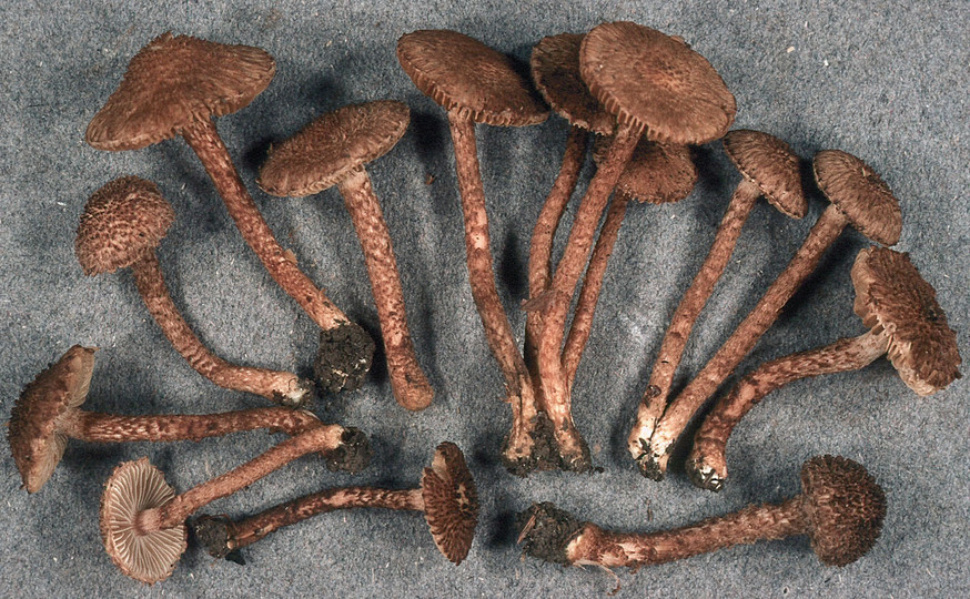 Inocybe hystrix