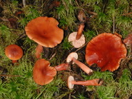 Lactarius lacunarum