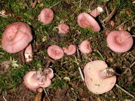 Lactarius spinosulus