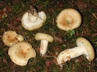 Lactarius tuomikoskii