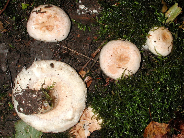 Lactarius pubescens