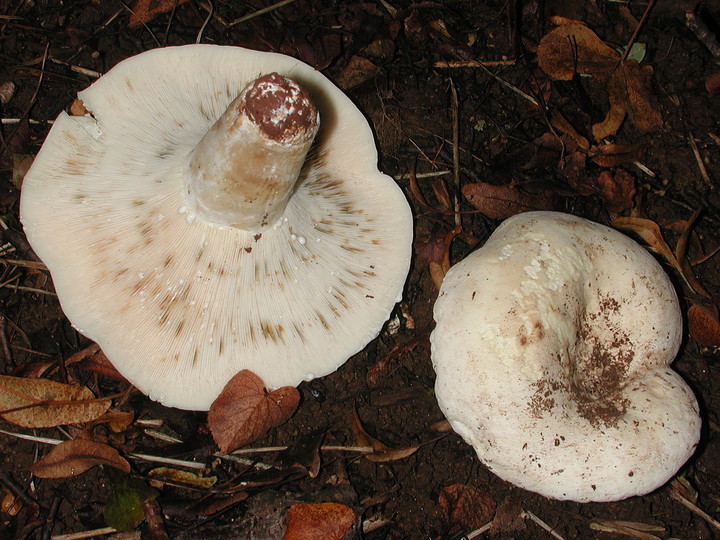 Lactarius pergamenus