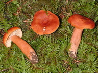 Lactarius fulvissimus