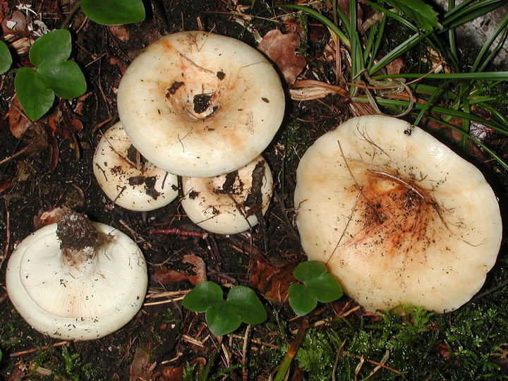 Lactarius evosmus