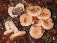 Lactarius pallidus