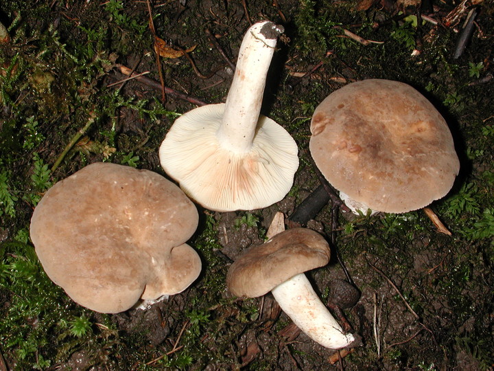 Lactarius azonites