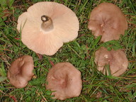 Lactarius flexuosus