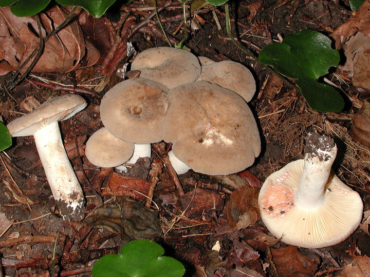 Lactarius azonites