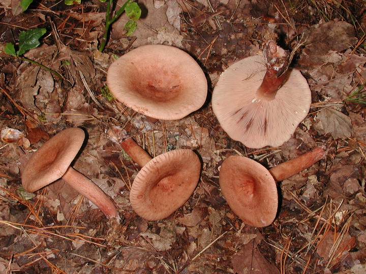 Lactarius quietus