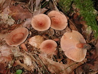 Lactarius quietus