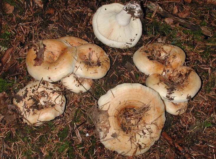 Lactarius evosmus