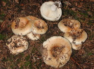 Lactarius evosmus