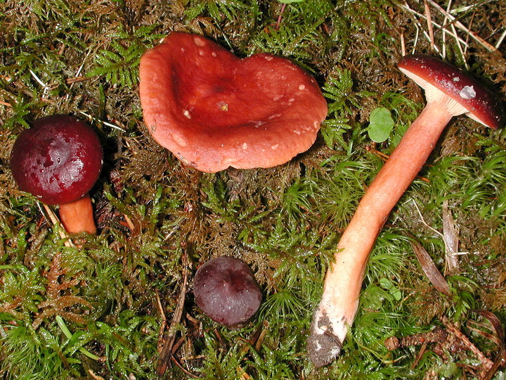 Lactarius badiosanguineus