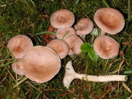 Lactarius glyciosmus