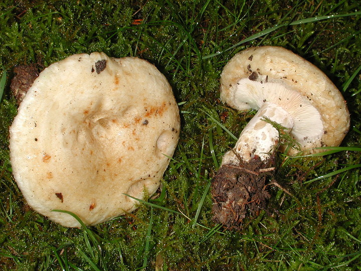 Lactarius leonis