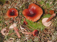 Lactarius sphagneti