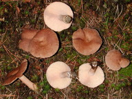 Lactarius mammosus