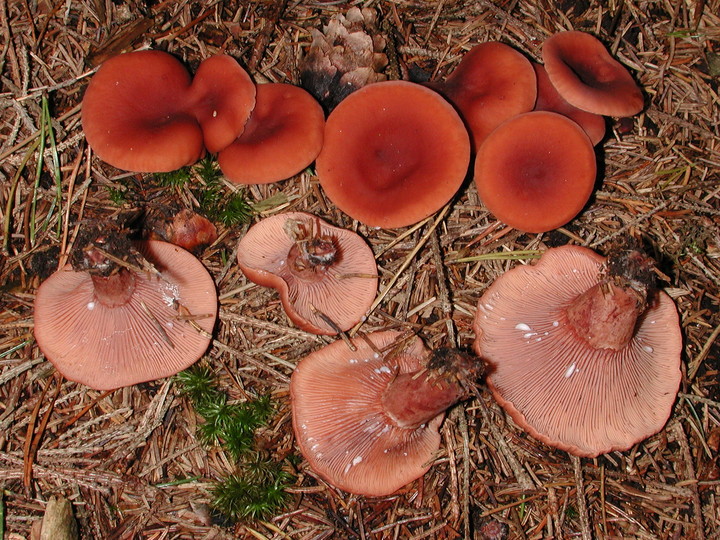 Lactarius camphoratus