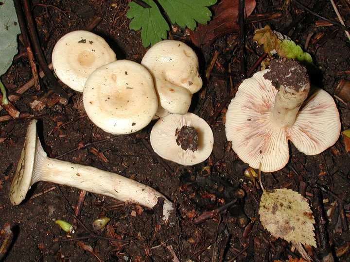 Lactarius aspideus