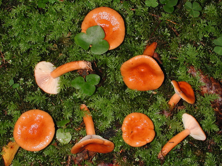 Lactarius aurantiacus