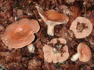 Lactarius chrysorheus