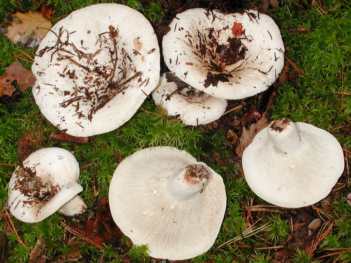 Lactarius vellereus s. str.