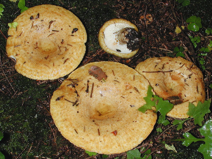 Lactarius scrobiculatus