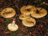 Lactarius scrobiculatus