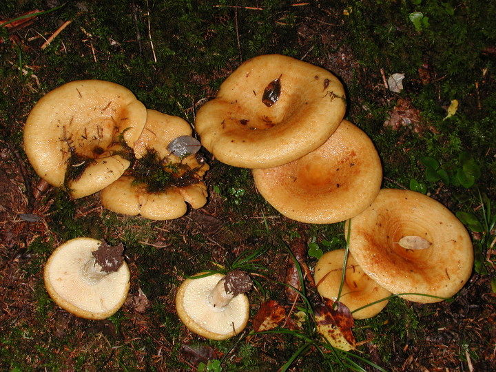 Lactarius scrobiculatus