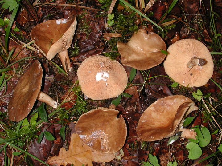 Lactarius pterosporus