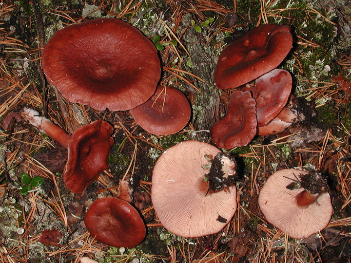 Lactarius rufus