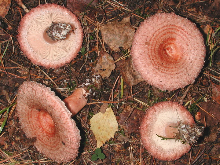 Lactarius torminosus