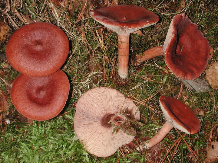 Lactarius rufus