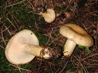 Lactarius repraesentaneus