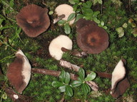 Lactarius lignyotus