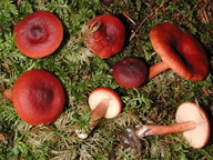 Lactarius sphagneti