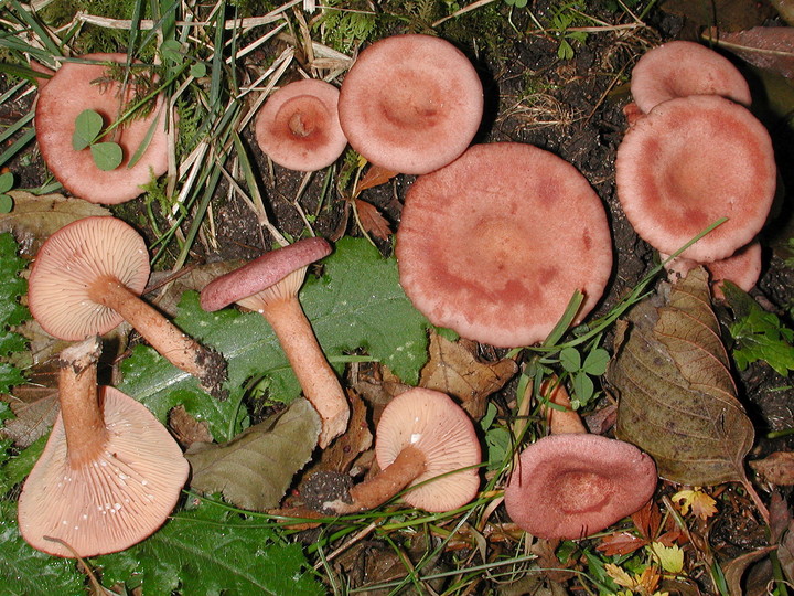 Lactarius lilacinus