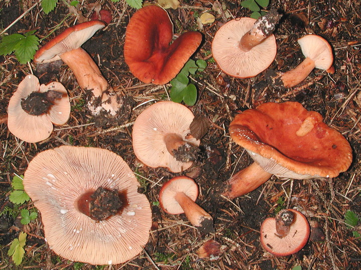 Lactarius fulvissimus