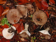 Lactarius blennius