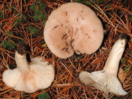 Lactarius musteus