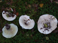 Lactarius vellereus s. str.