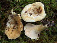 Lactarius aquizonatus