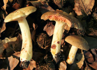 Lactarius acris