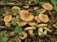 Lactarius pallidus