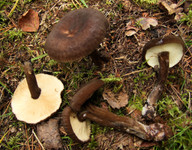 Lactarius lignyotus