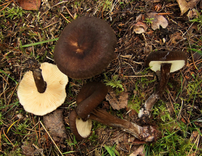 Lactarius lignyotus