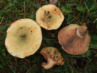 Lactarius sanguifluus