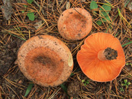 Lactarius deliciosus