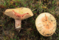 Lactarius sanguifluus