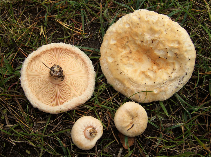 Lactarius pubescens